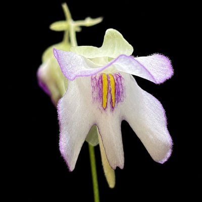 Utricularia asplundii