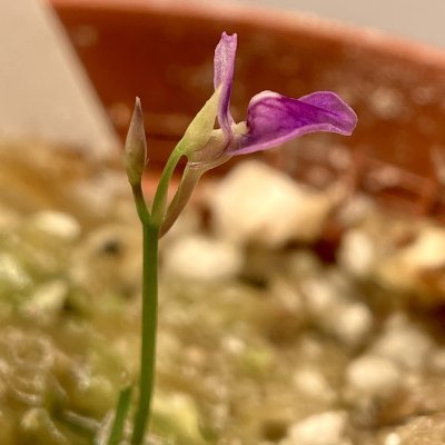 Utricularia babui