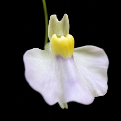 Utricularia bisquamata - "Betty's Bay"