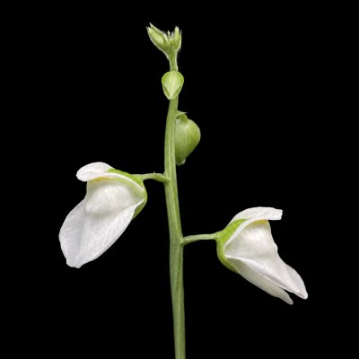 Utricularia calycifida 'Lavinia Whateley'