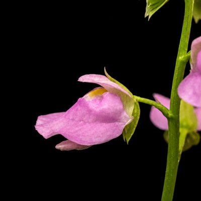 Utricularia calycifida