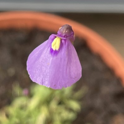 Utricularia dichotoma