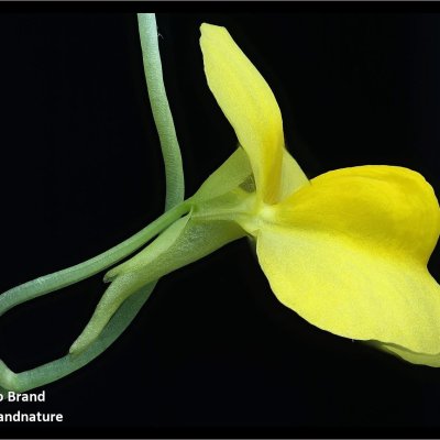 Utricularia involvens