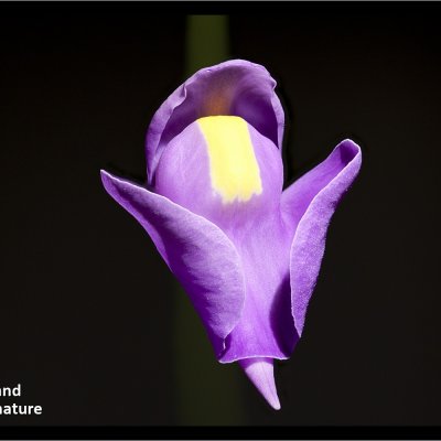 Utricularia longifolia