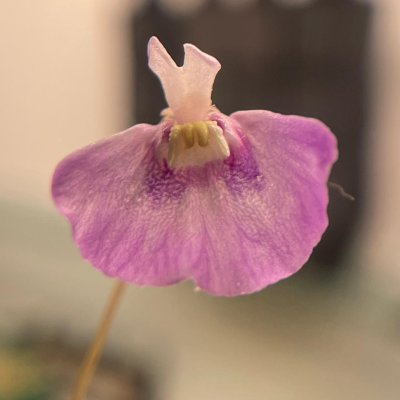 Utricularia uniflora