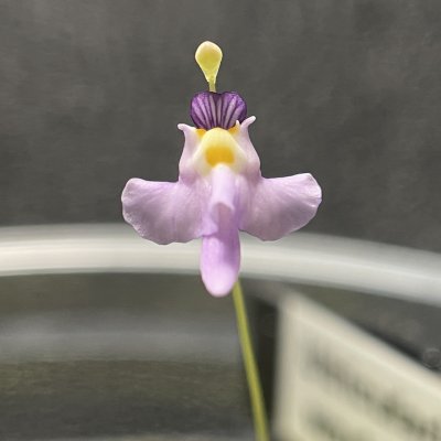 Utricularia warburgii
