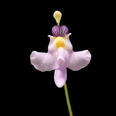 Utricularia warburgii